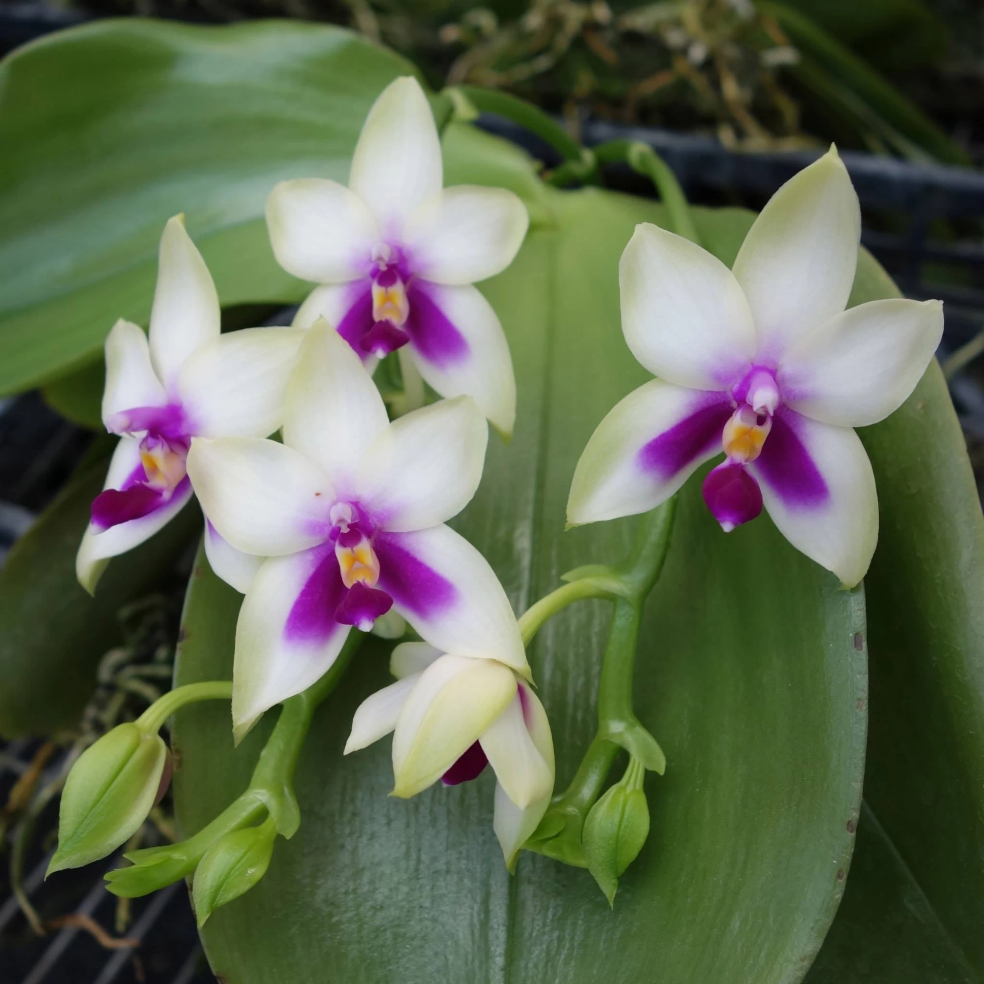 Phal.bellina