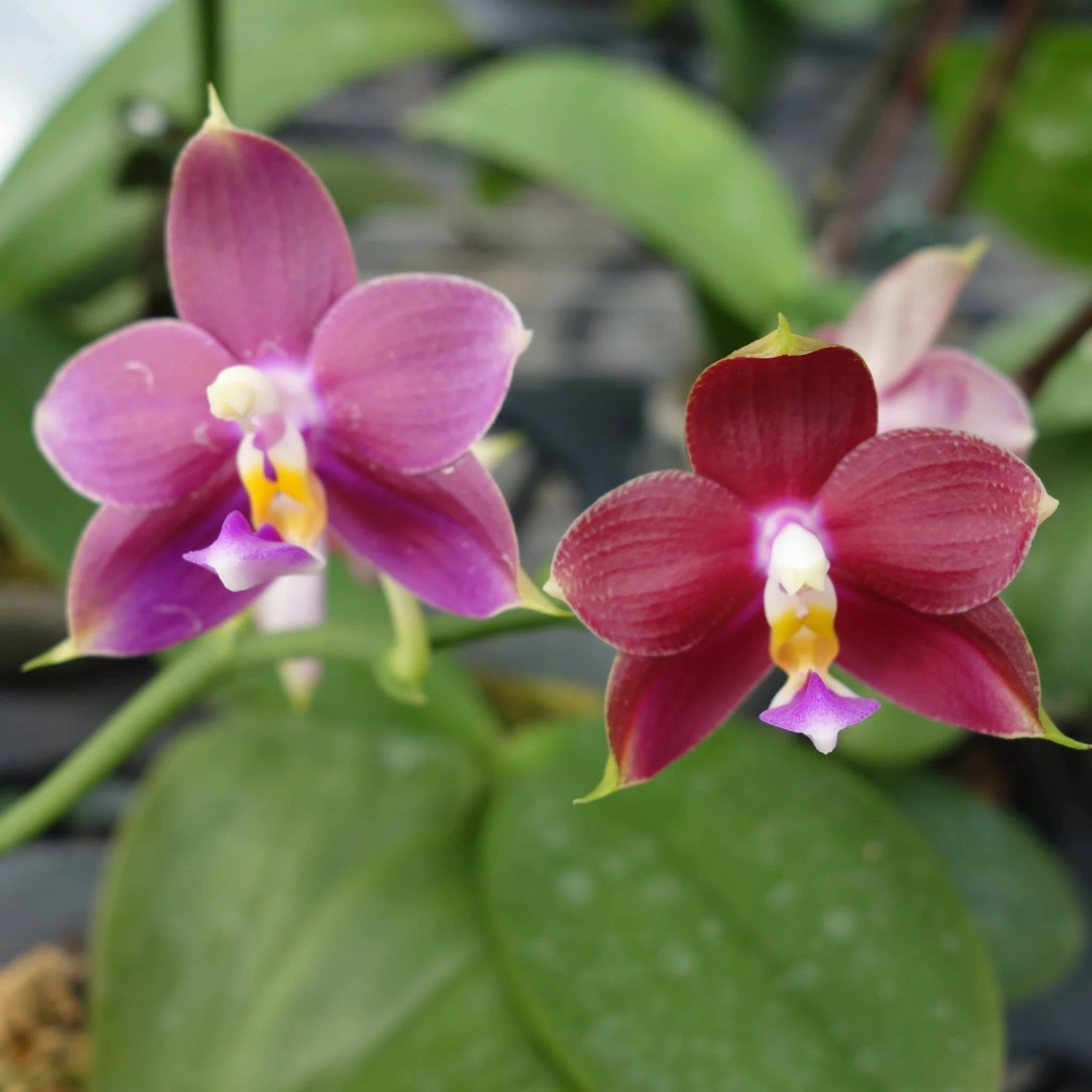 Phalaenopsis from singapore
