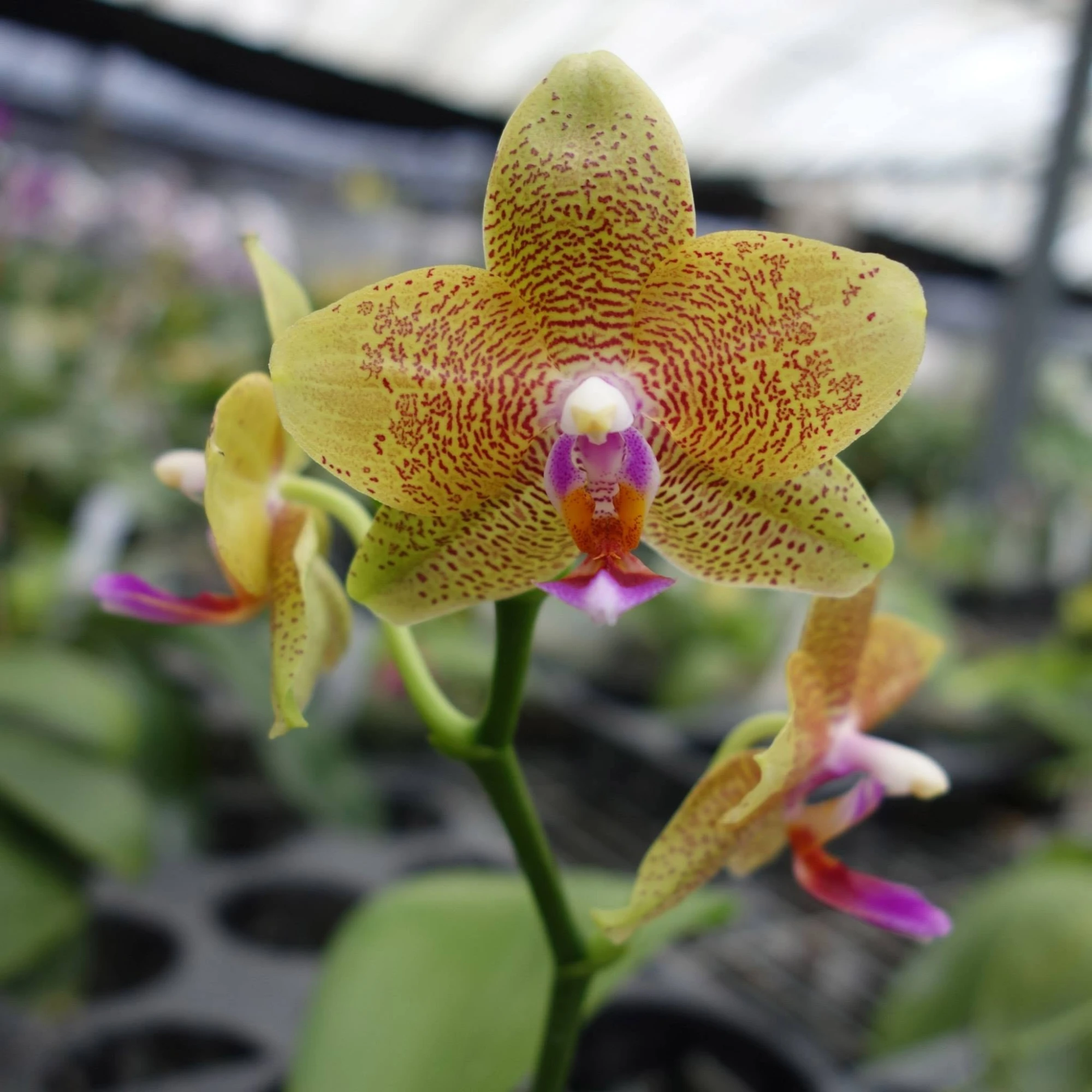 P.Mituo Sun King (Phal.Mituo Sun x Phal. Ld's Bear Queen)