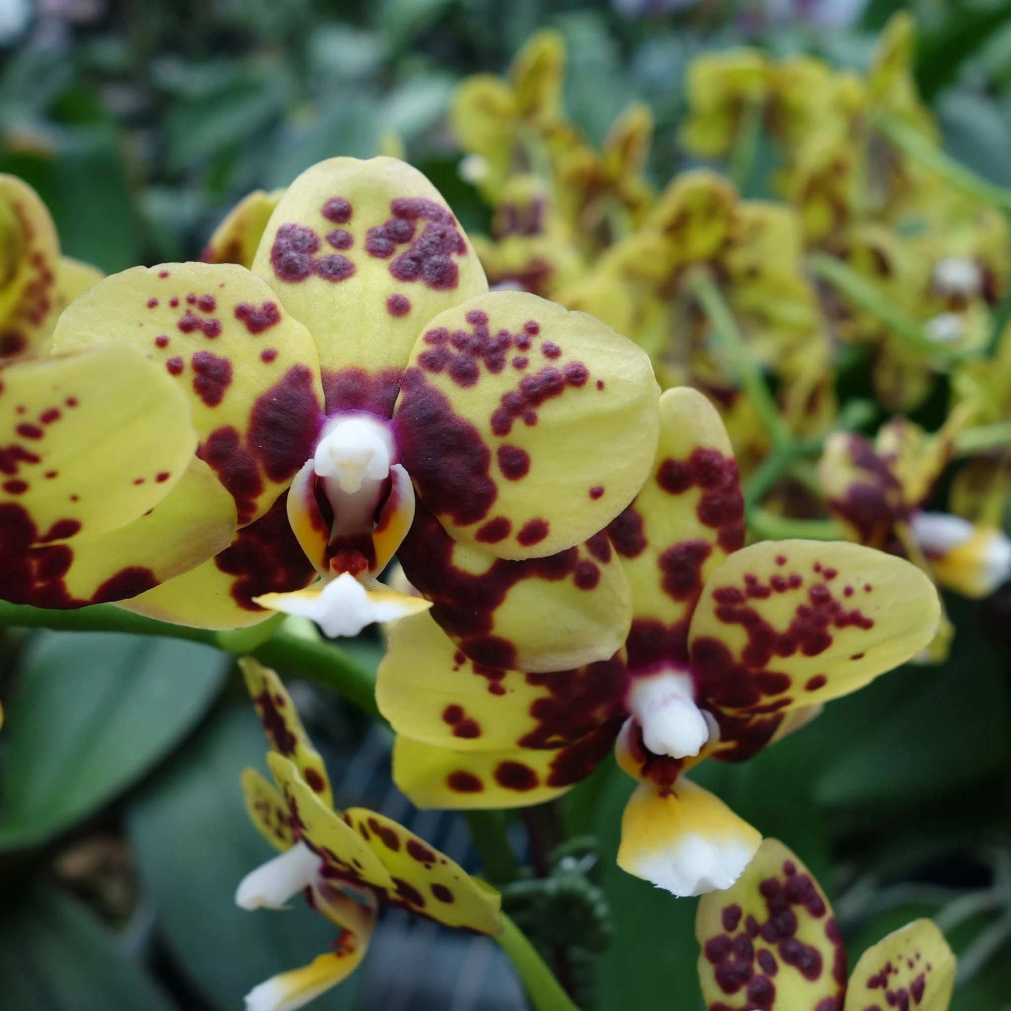 Black phalaenopsis