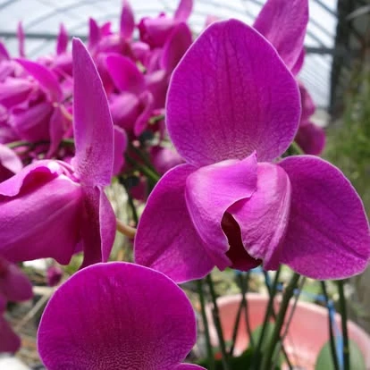 Phalaenopsis peloric flowers