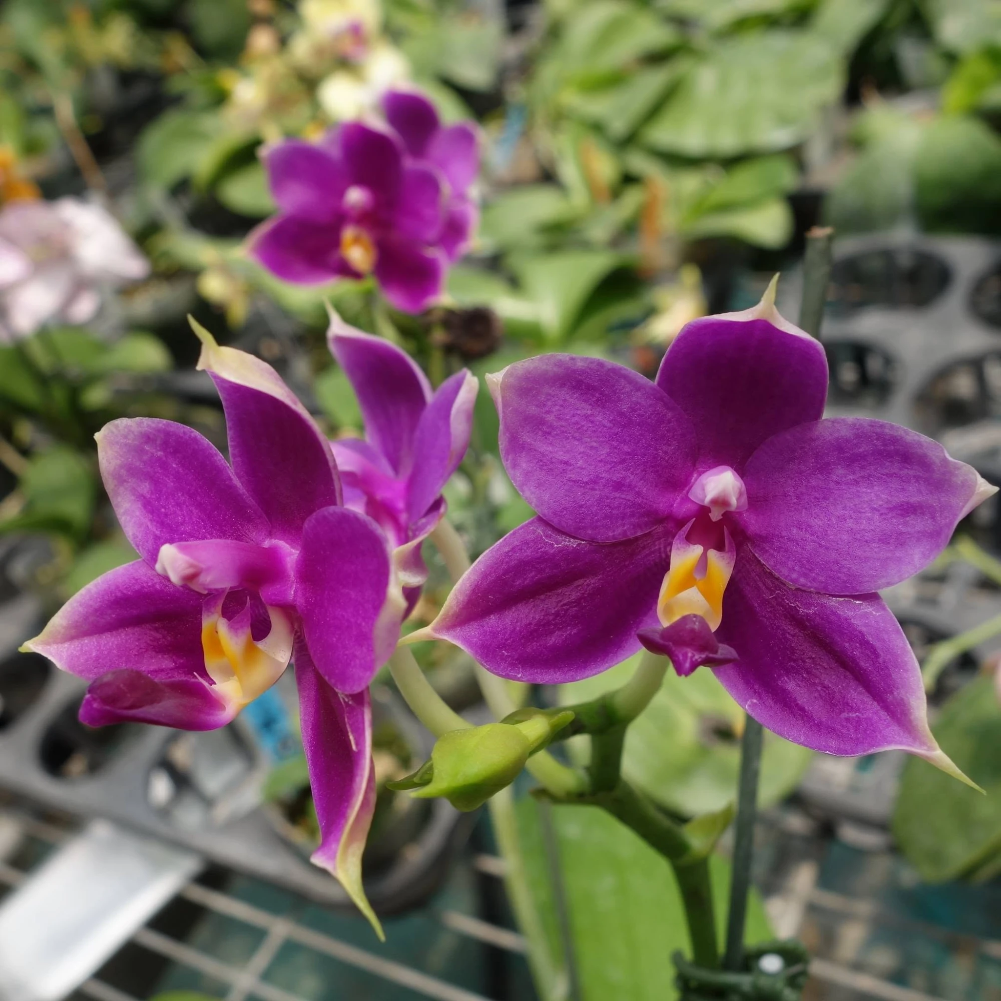 PPhal. violacea hybrid
