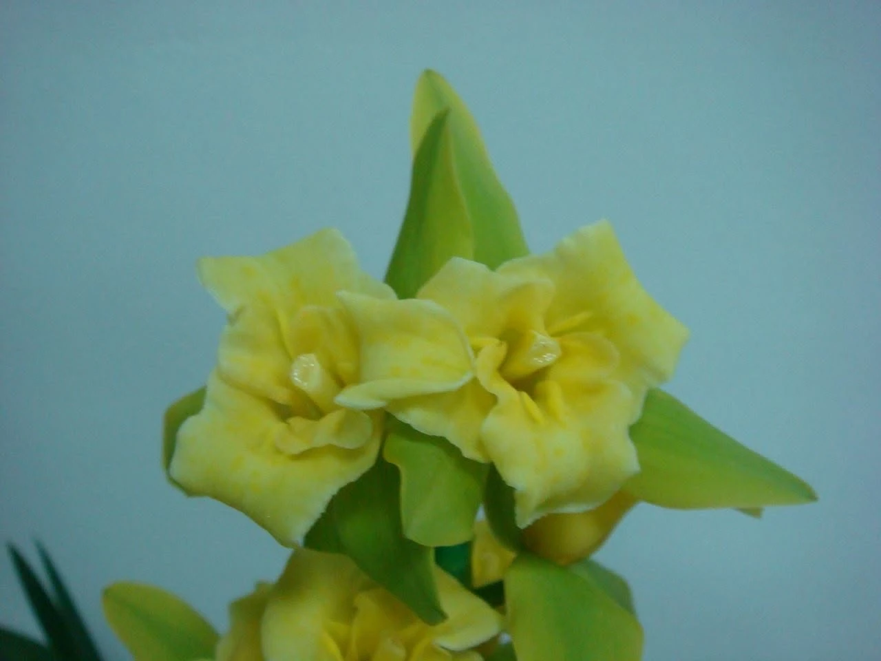 Cymbidium peloric flower