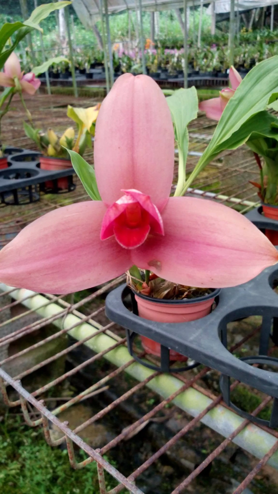 Beautiful Lycaste