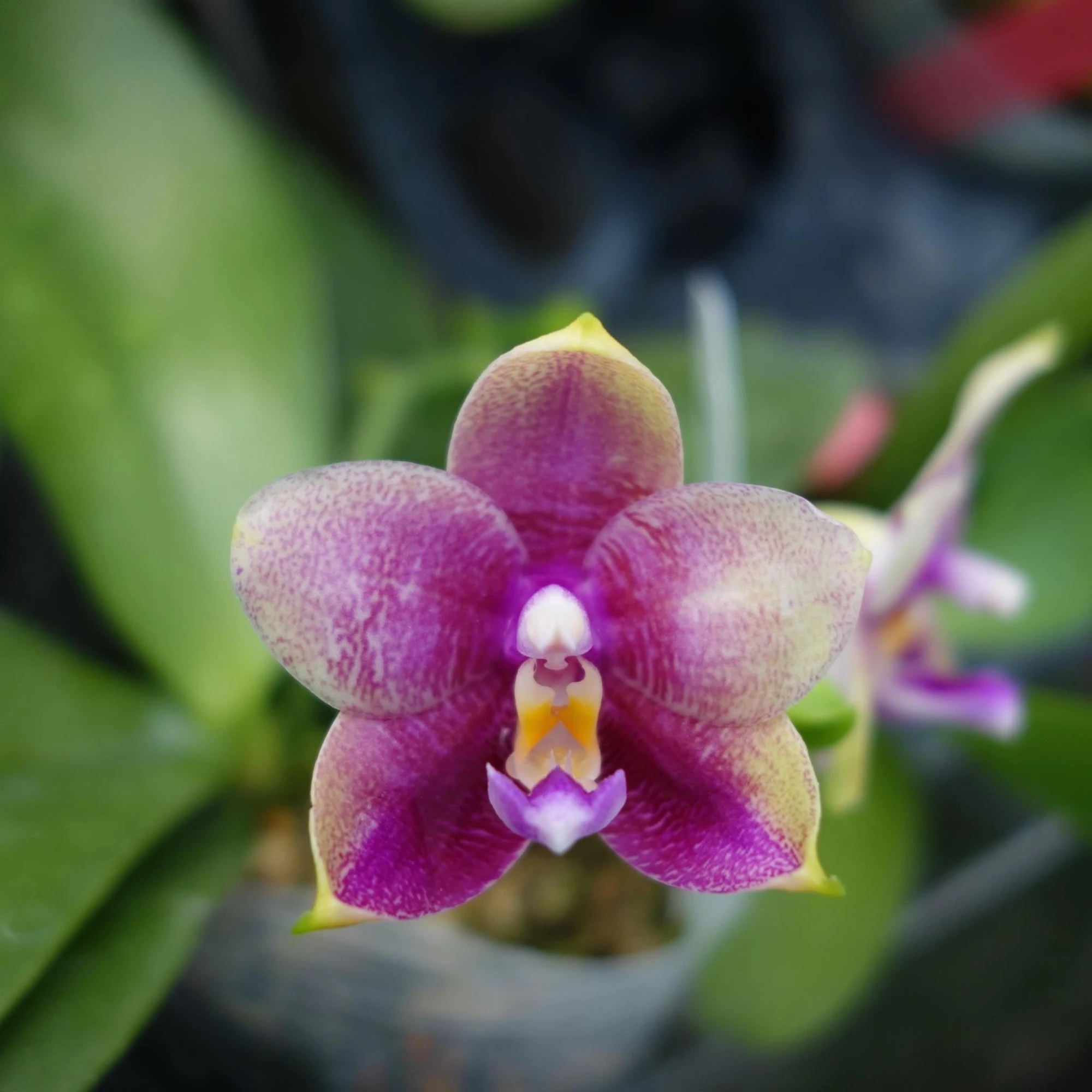 P.Hannover Passion x P.Bellina