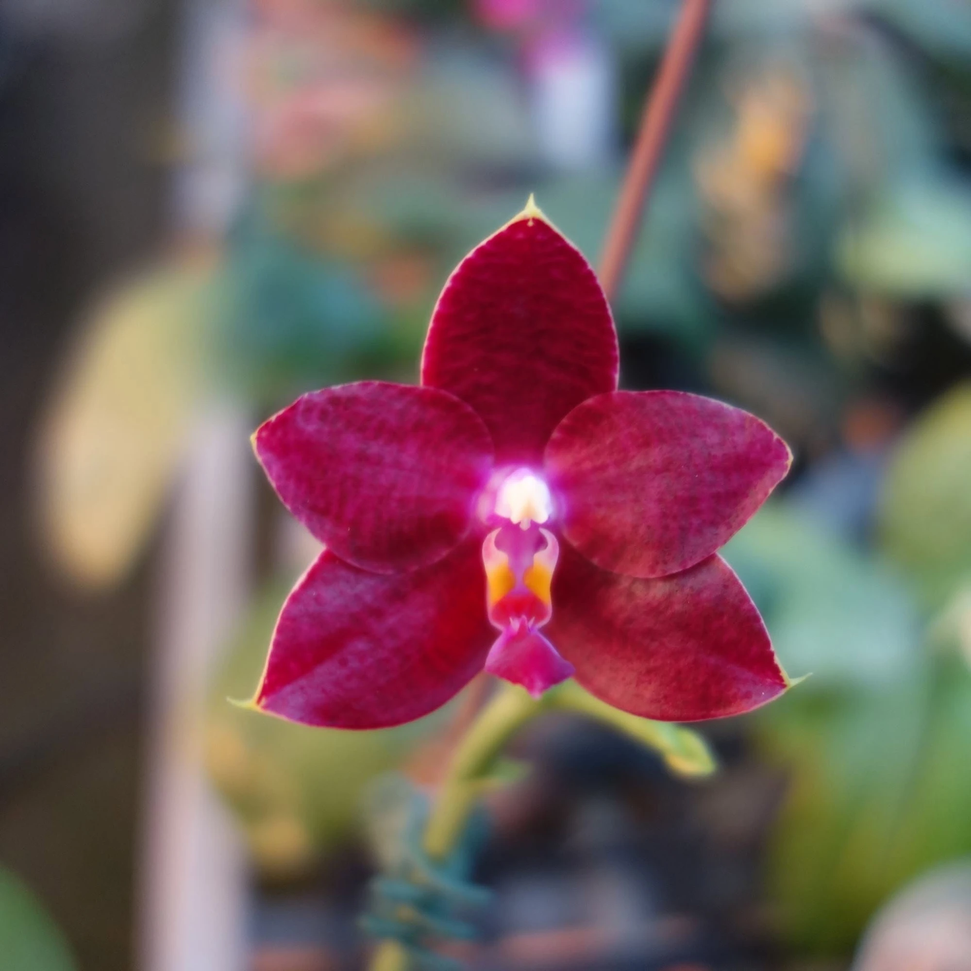 Sep 2014 Phalaenopsis