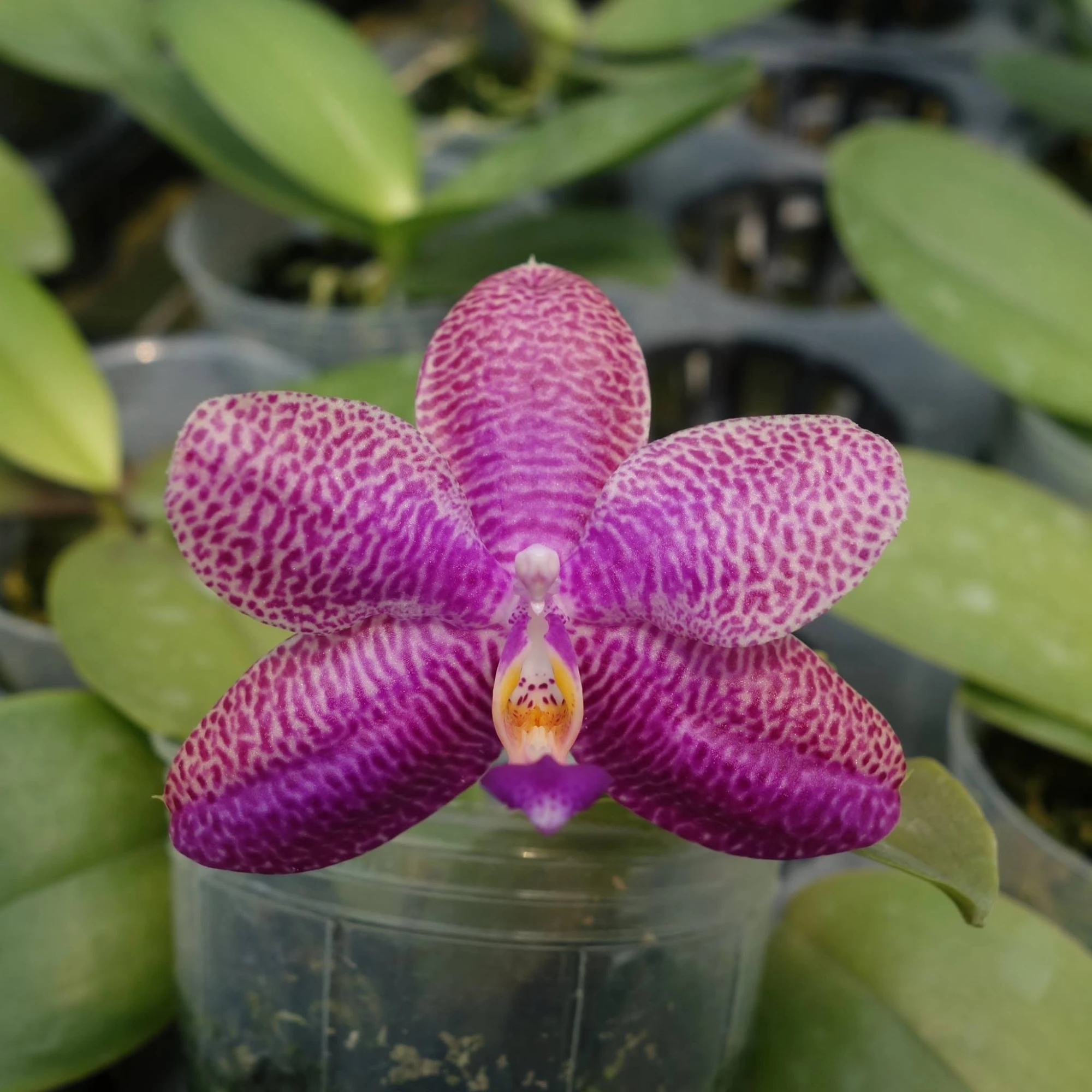 Phal.Golden Sun x Phal.Lea Marie Salazar