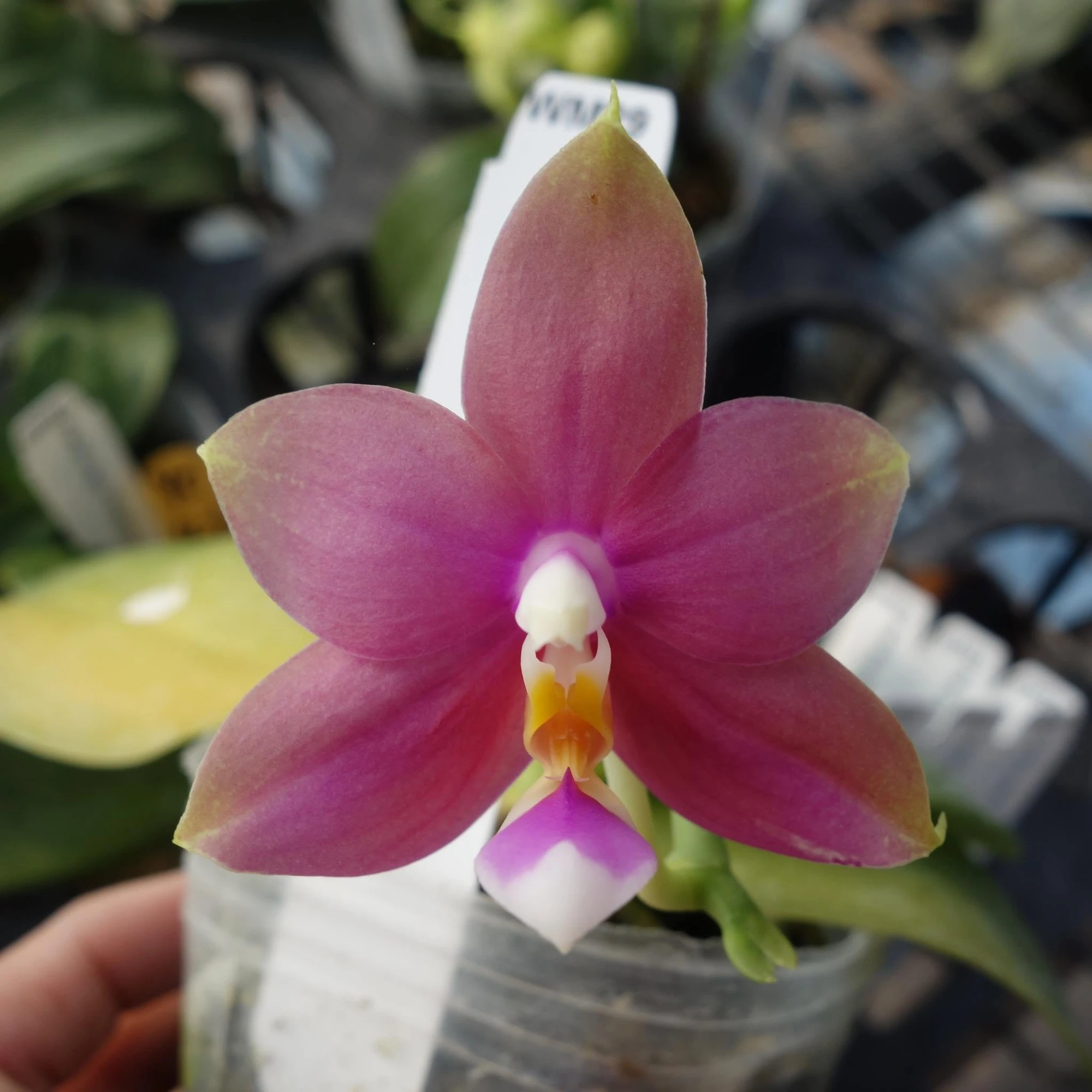 WM29 Phal.Robert Ang x Phal. Kua Moon Yin