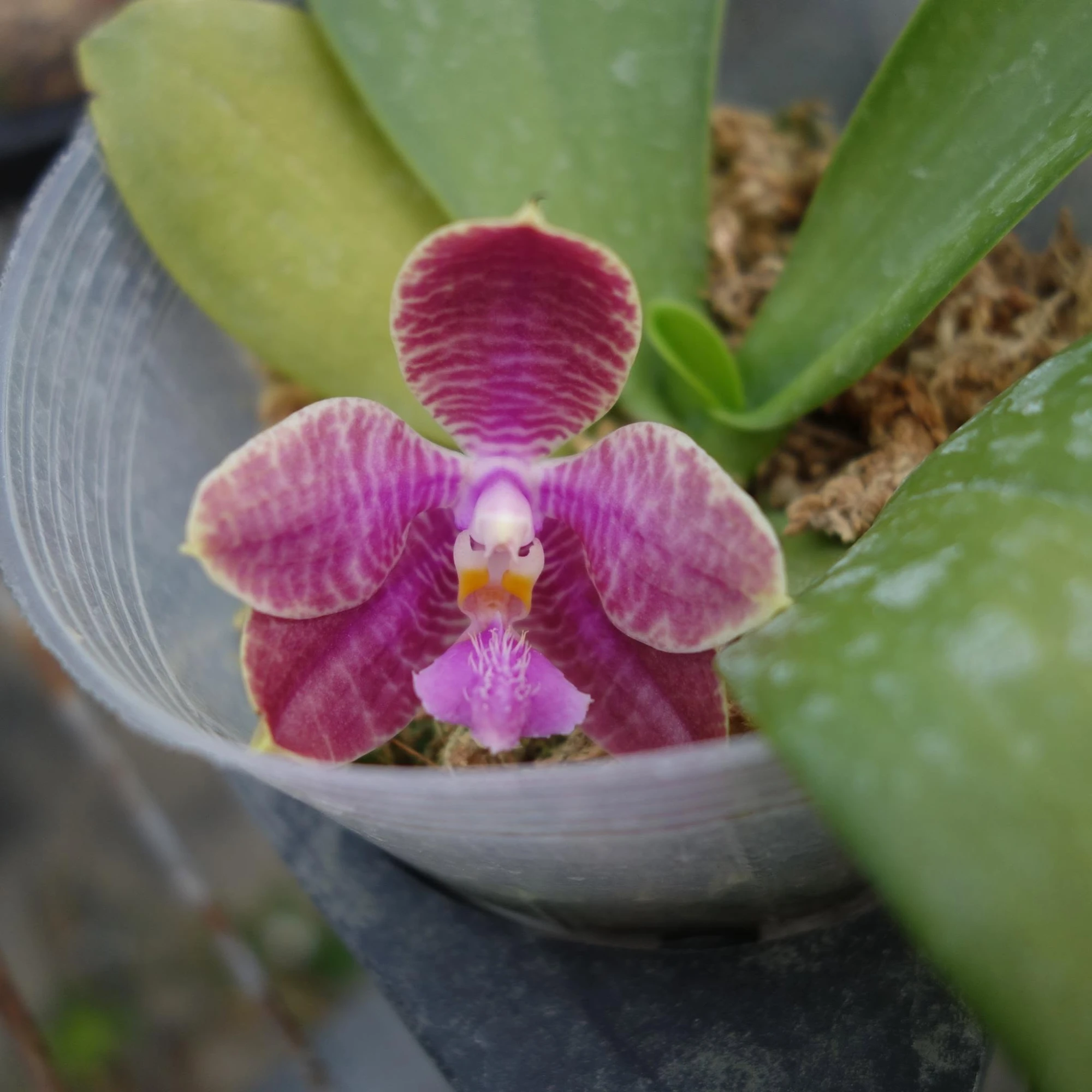 P.lueddemanniana x P.Sogo Kaiulani