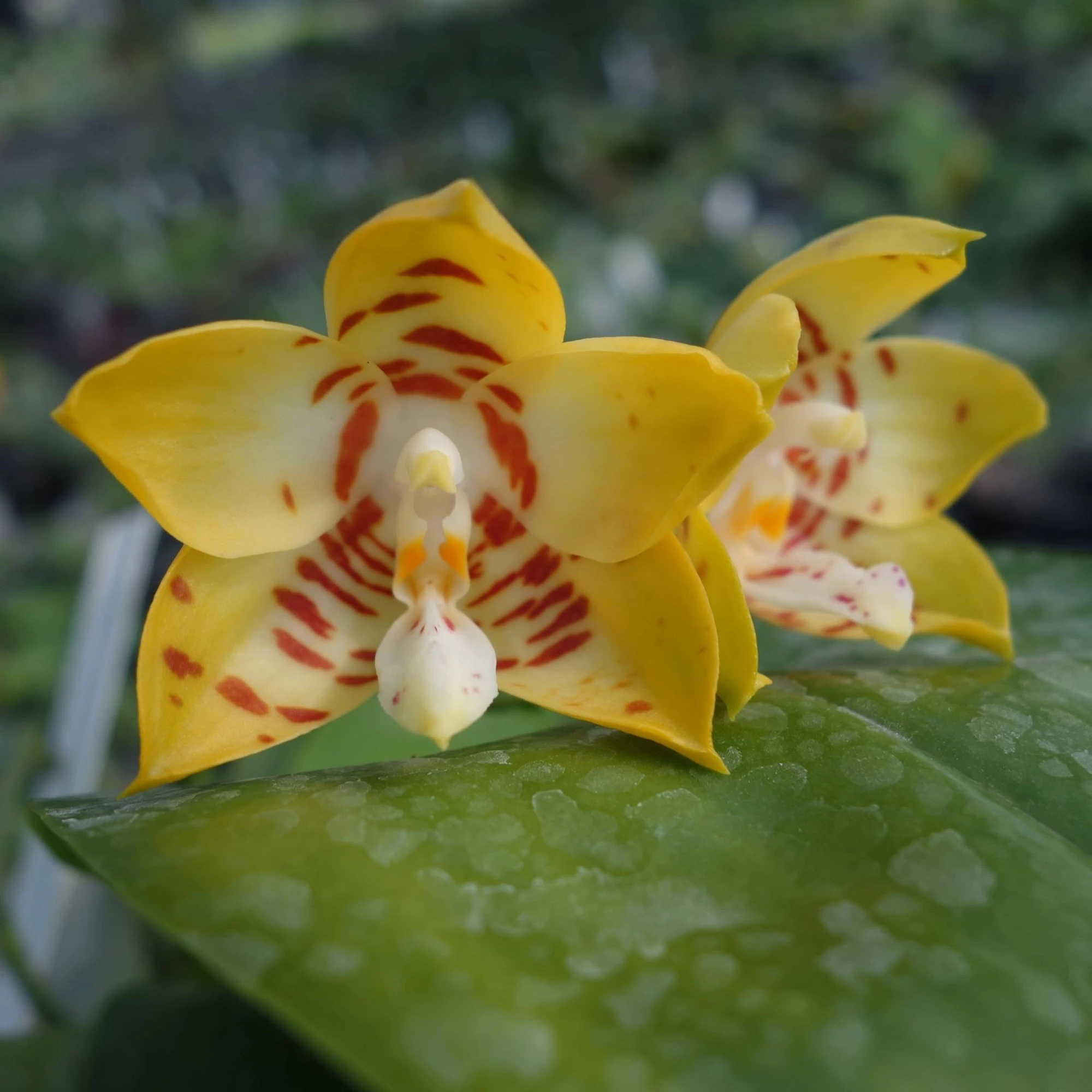 P.Yaphon Image x P. amboinensis 