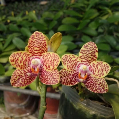 2104 Oct Phal