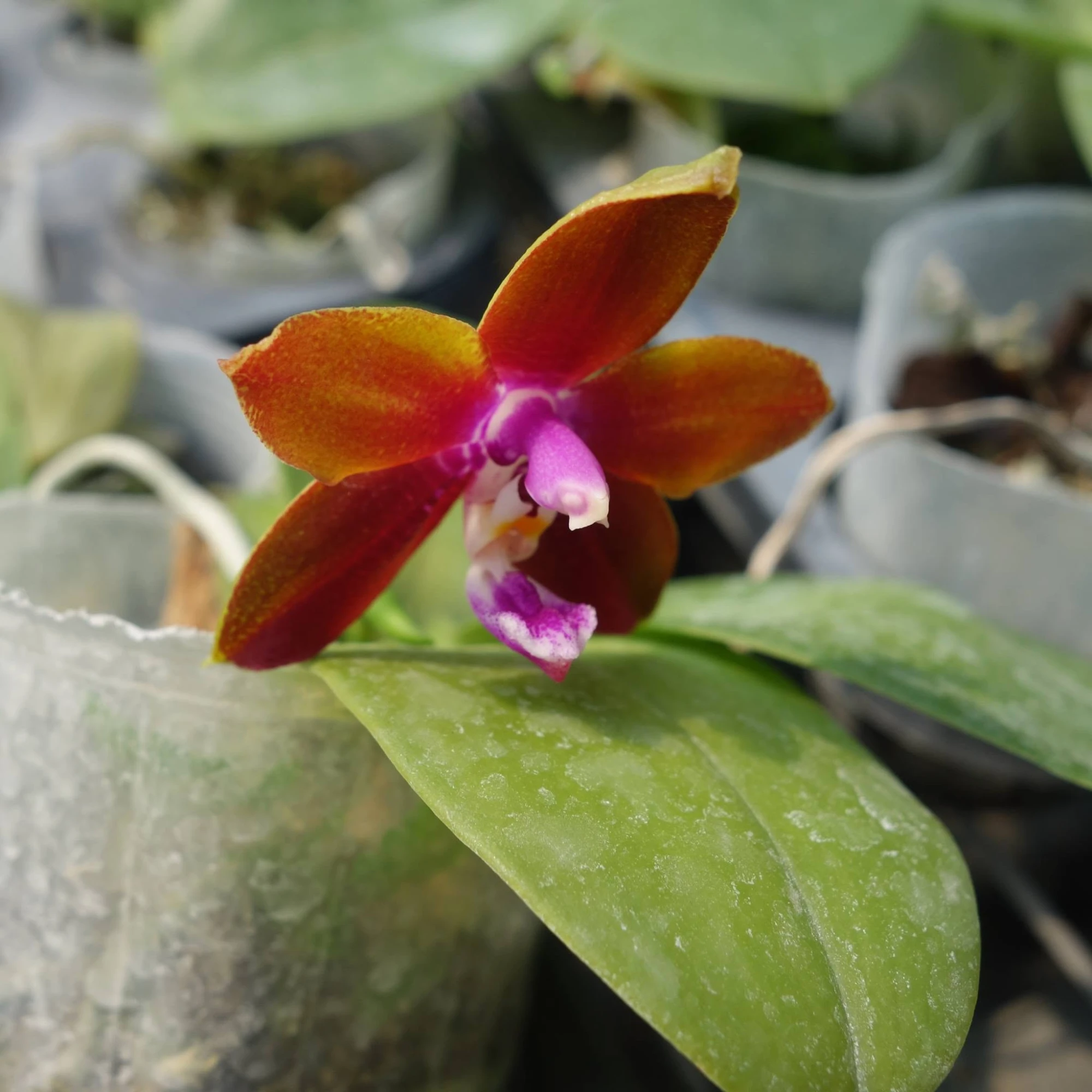Phal.Dragon Tree Eagle