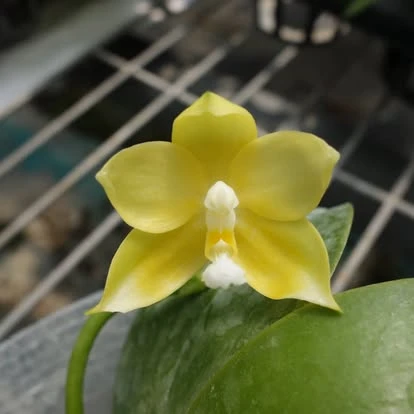 P.(violacea-tetraspis) C#1x P.Ld's Bear Queen