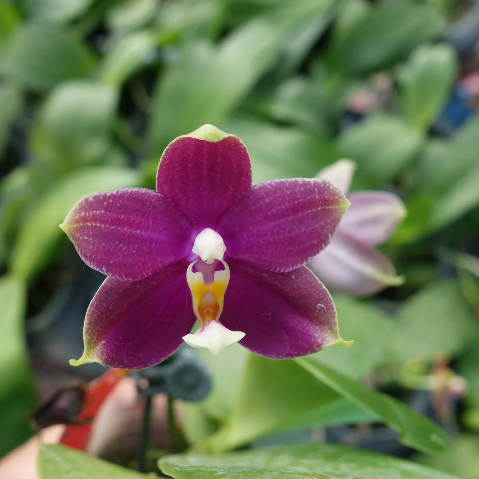 Phal Michael Chamorro XPhal Jessie Ang x Phal violacea #3WM16