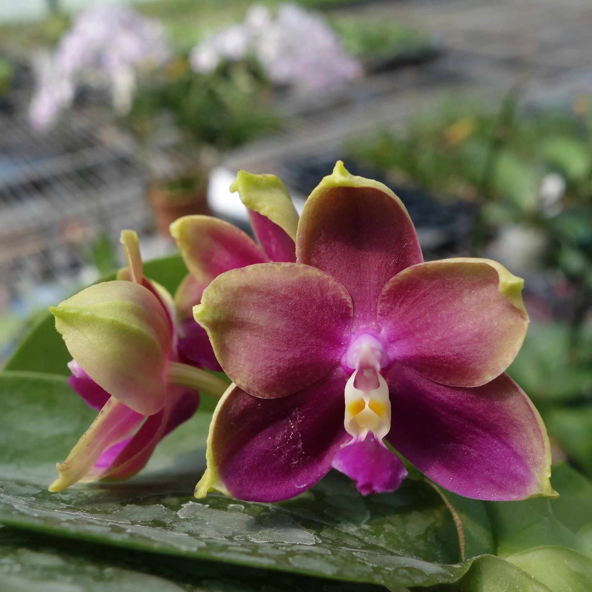 P.Ld's Bear King x Mituo Kaiulani Eagle