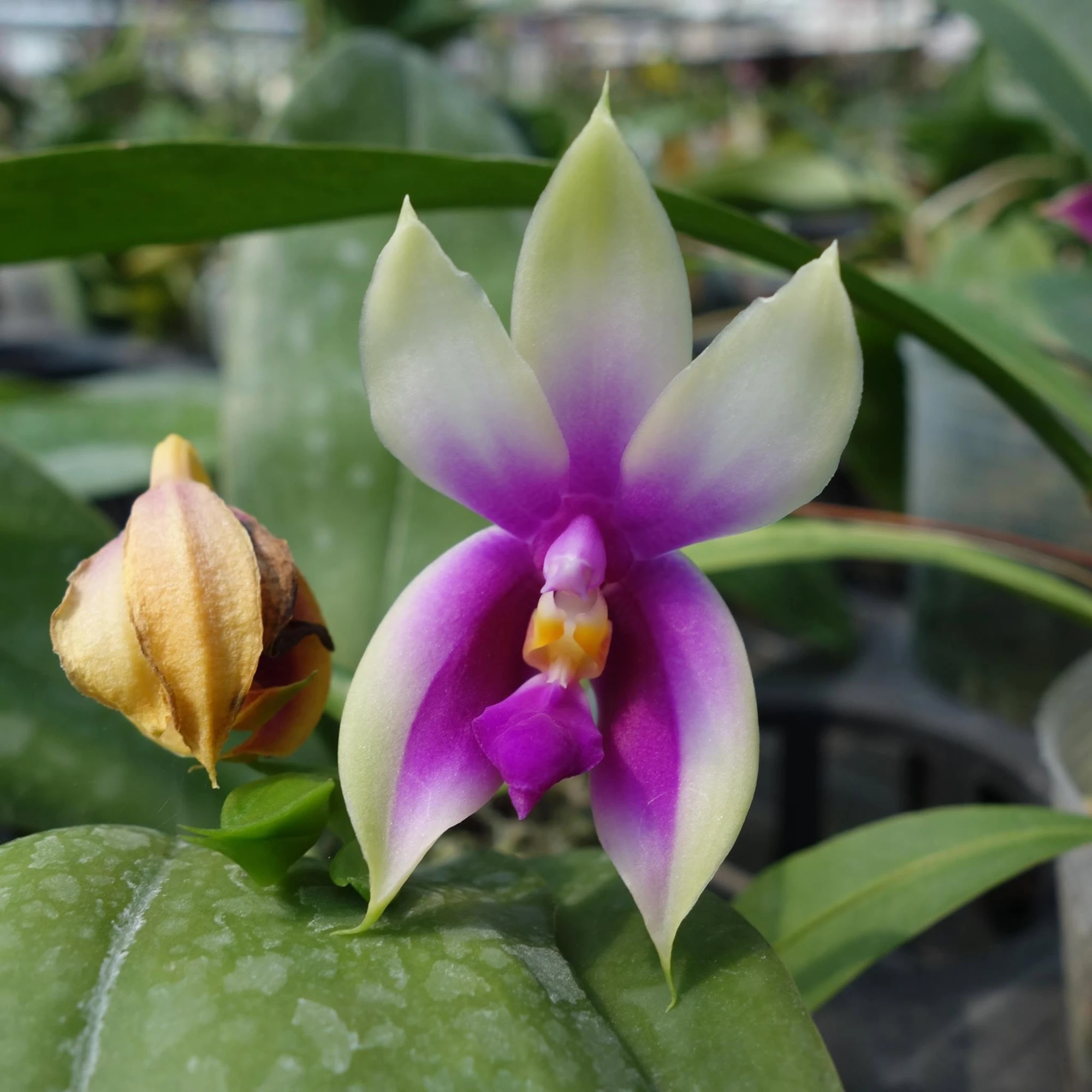 Phal.Bellina 
