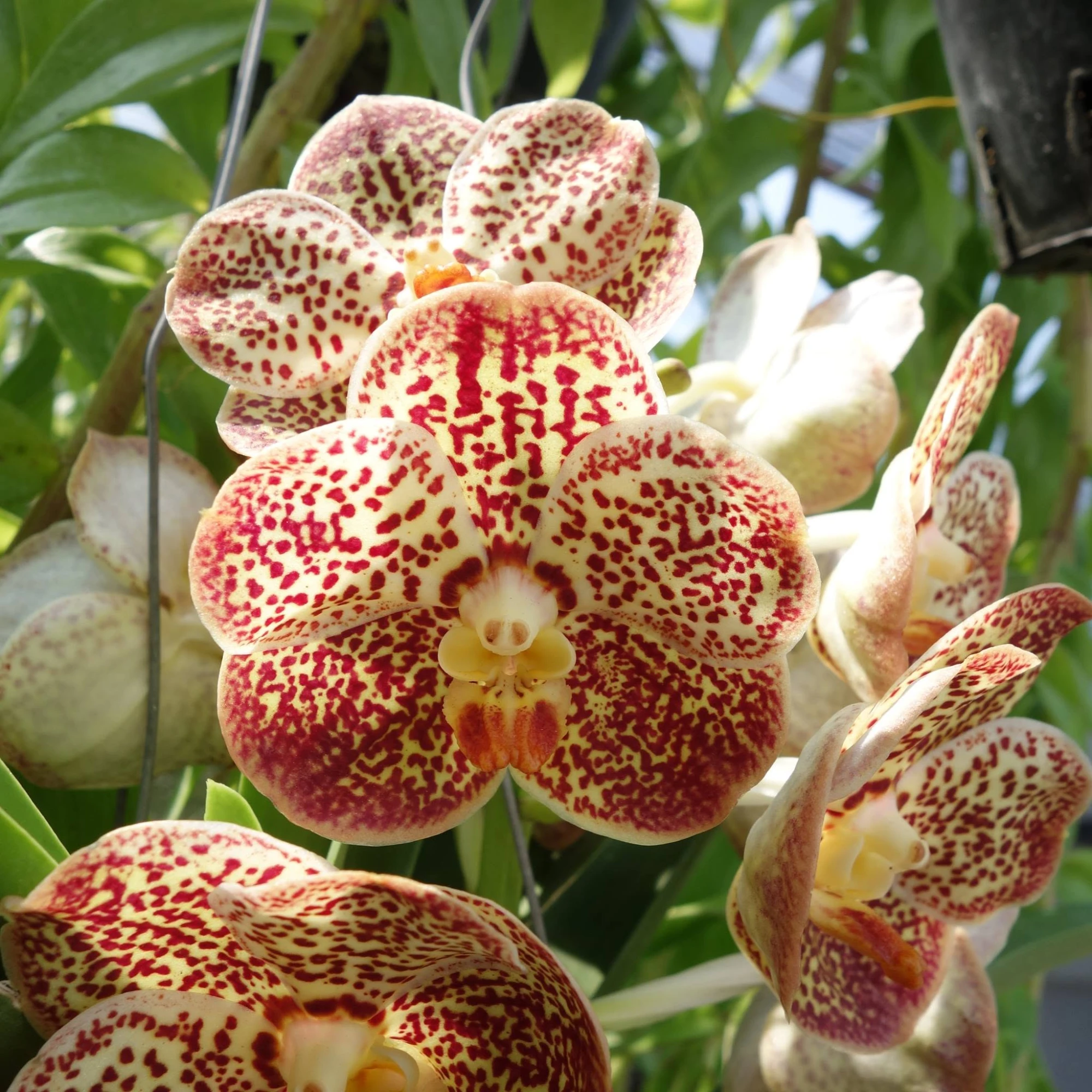 Vanda