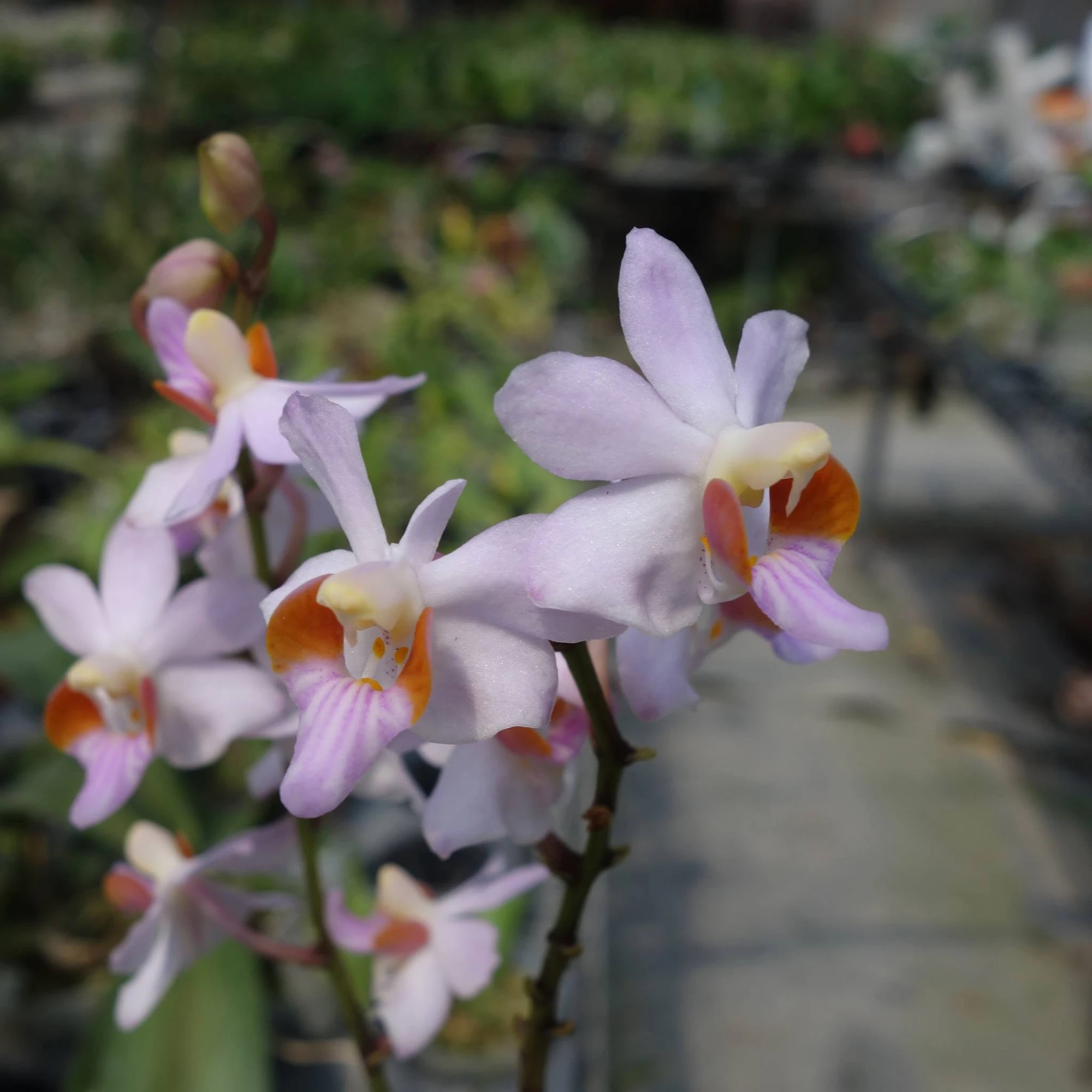 P.Pulcherrima