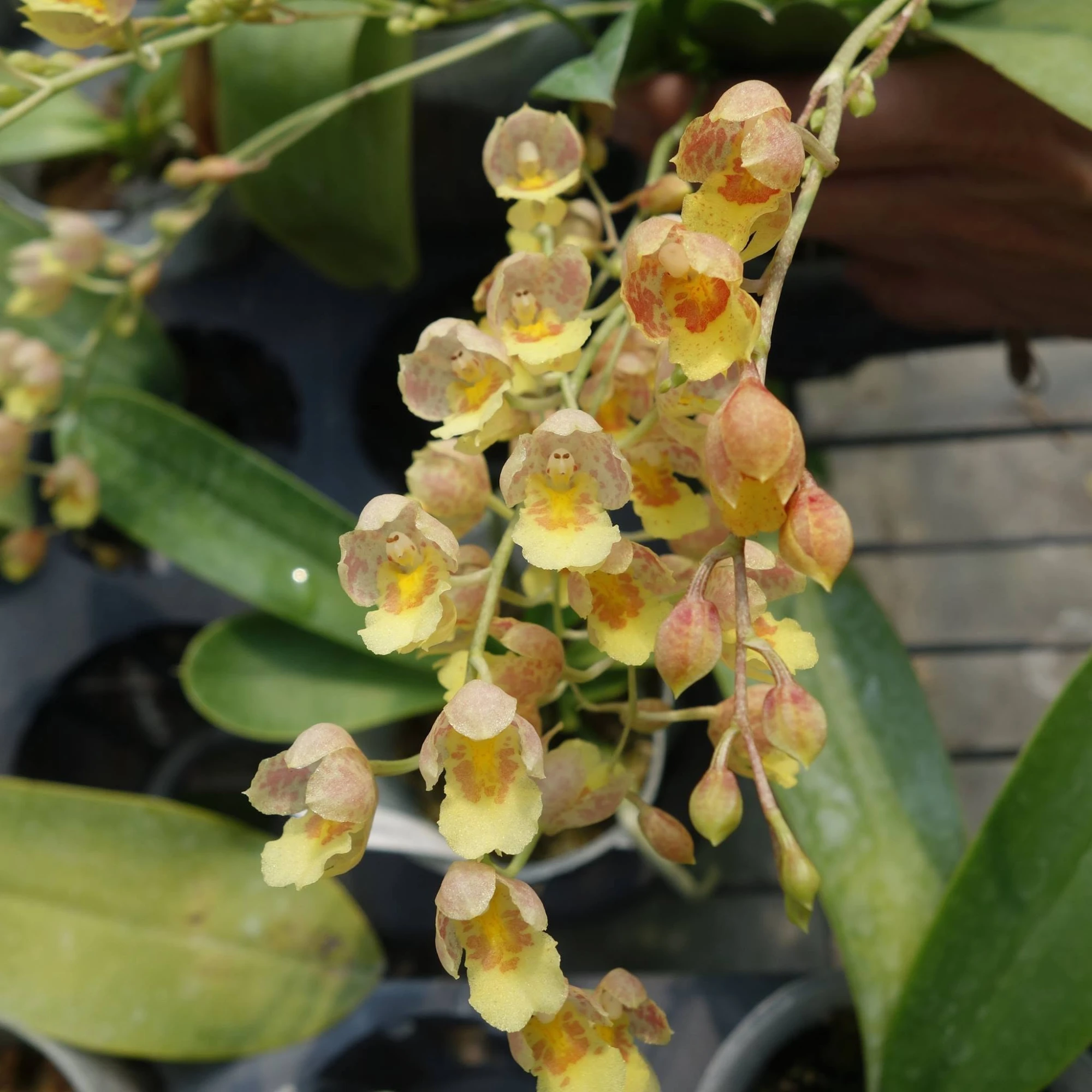 Oncidium