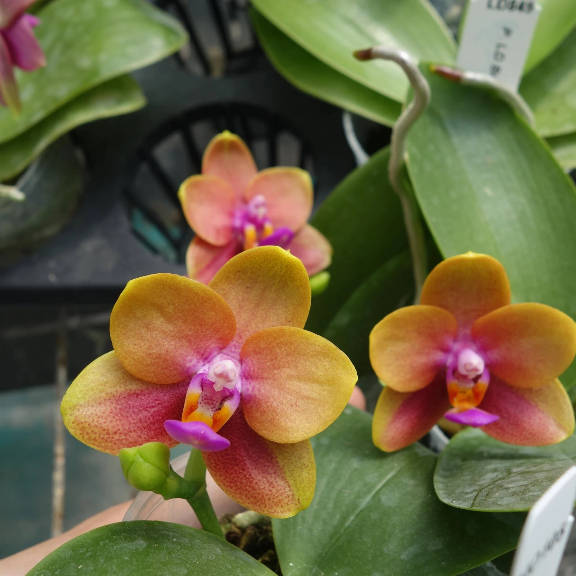 November blooming phalaenopsis