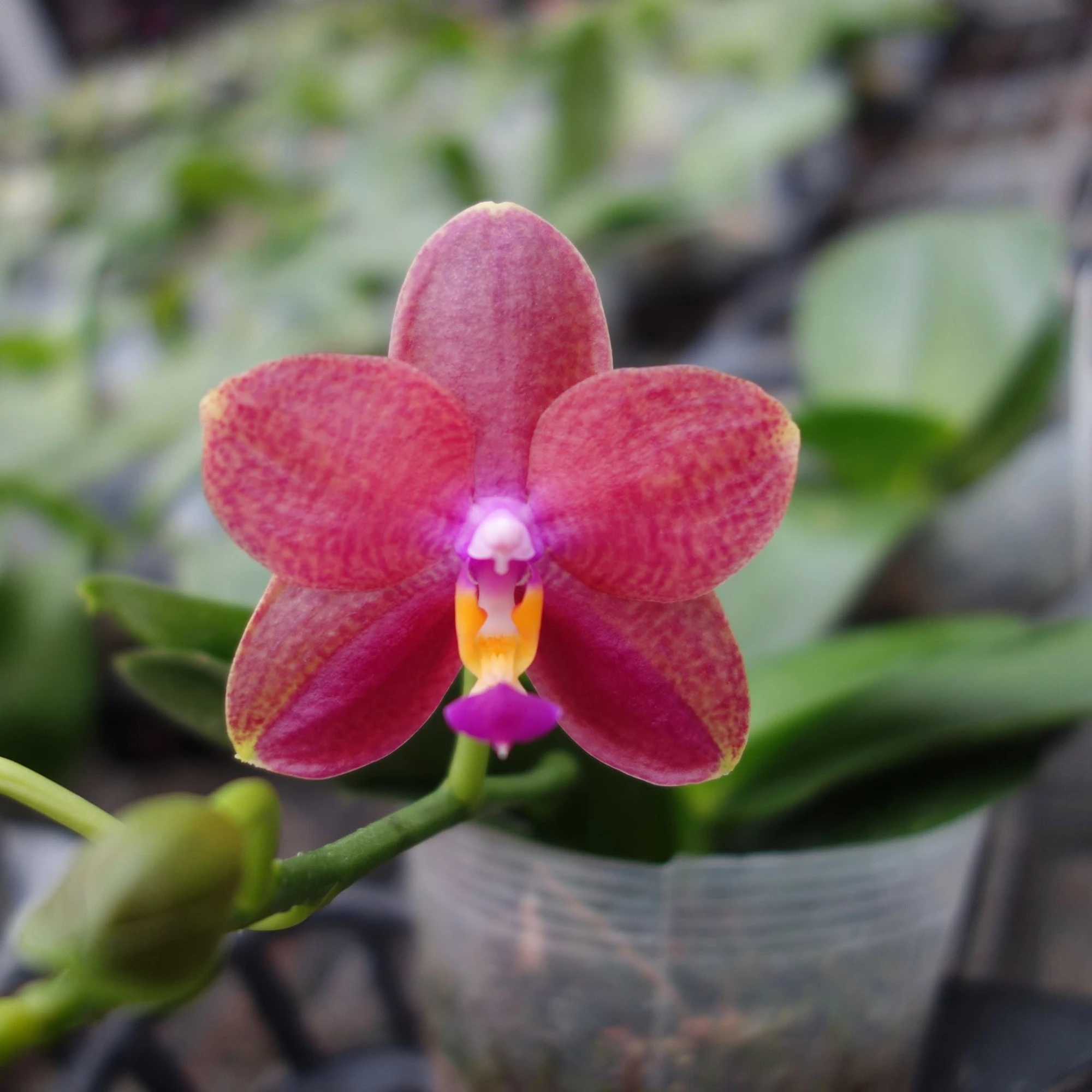 101202 P.Merdarland Golden Fanjo x Violacea indigo