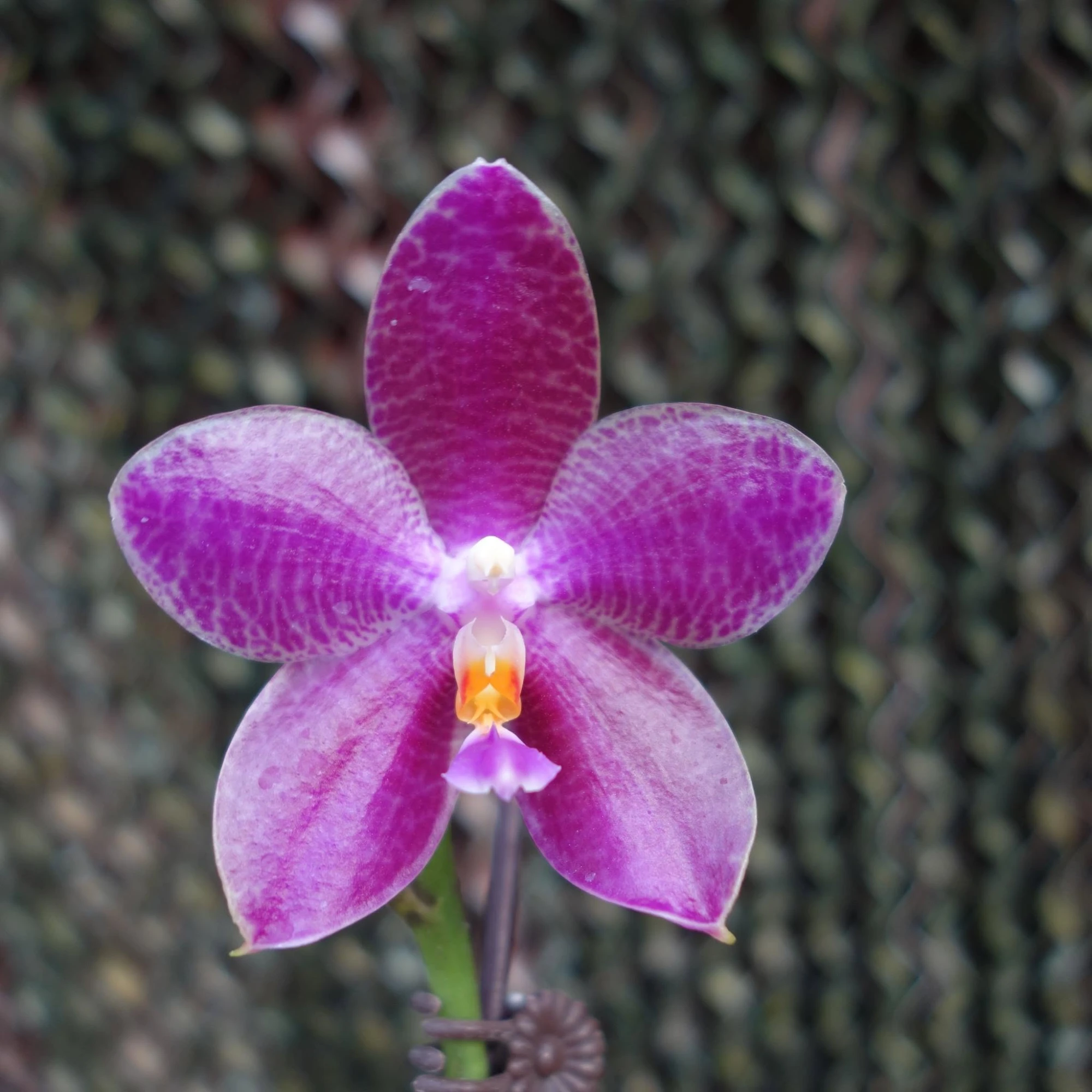 Phal. gigantea hybride