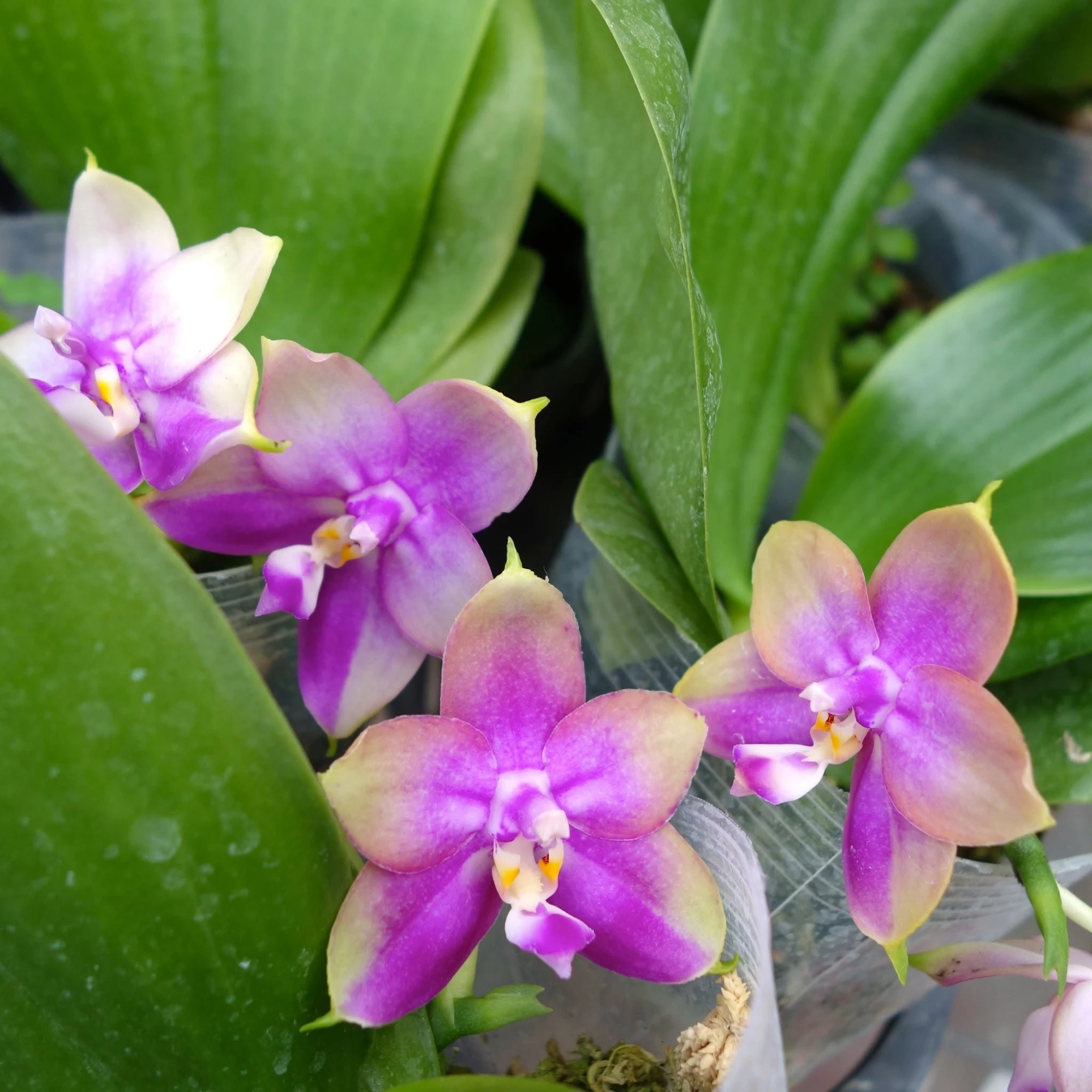 Beautiful orchid bloom in Romatic December.