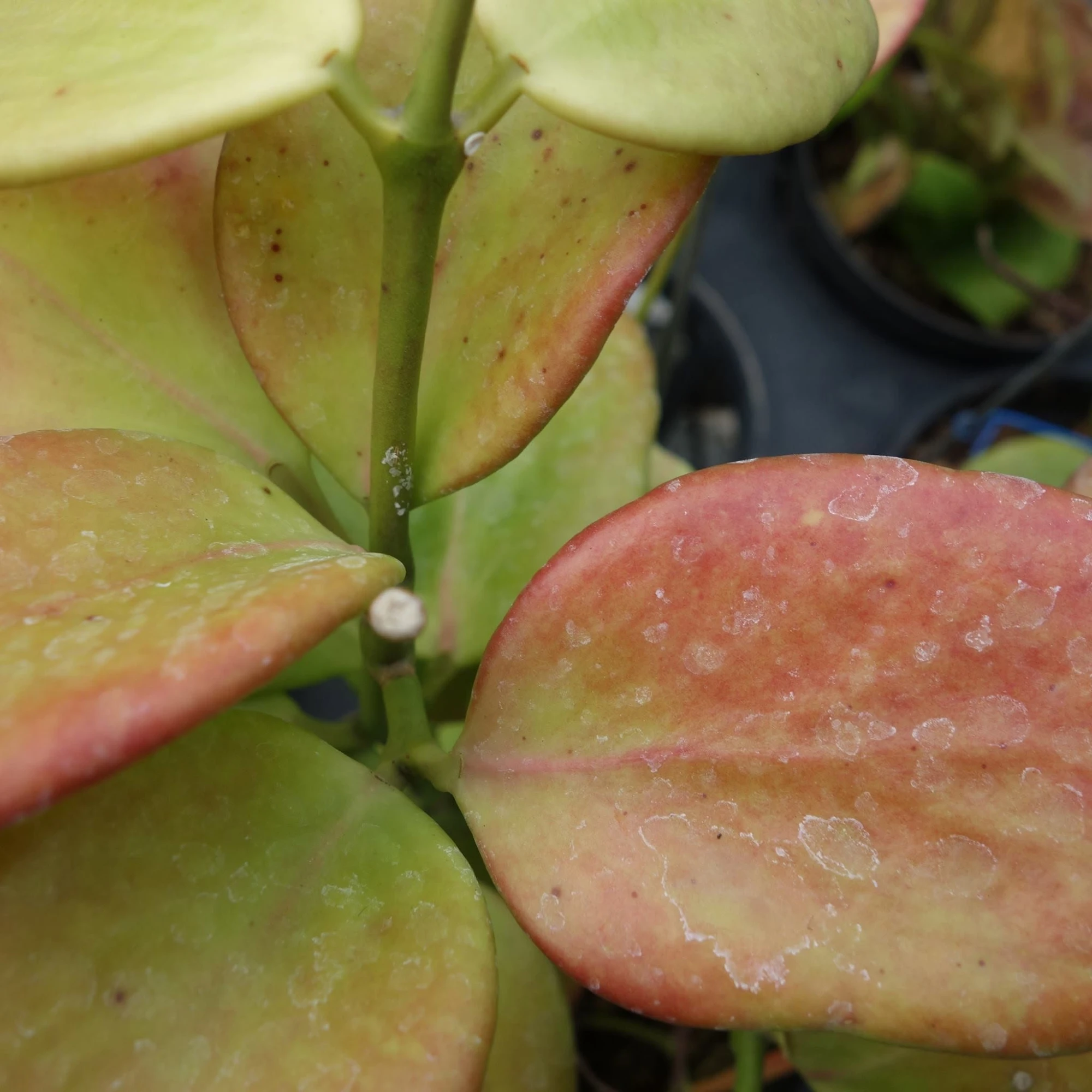 Hoya in winter