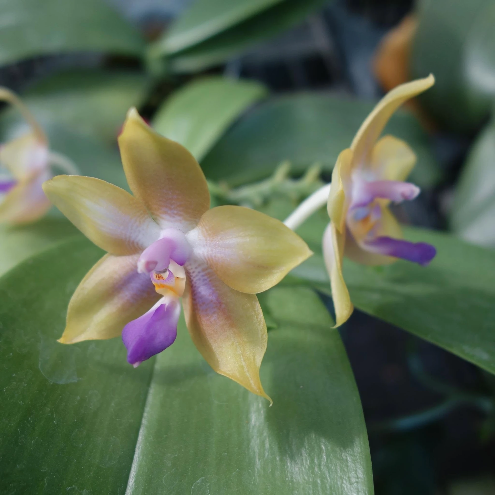 P. Chienlung Jewel Queen