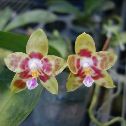 Jan 2015 blooming