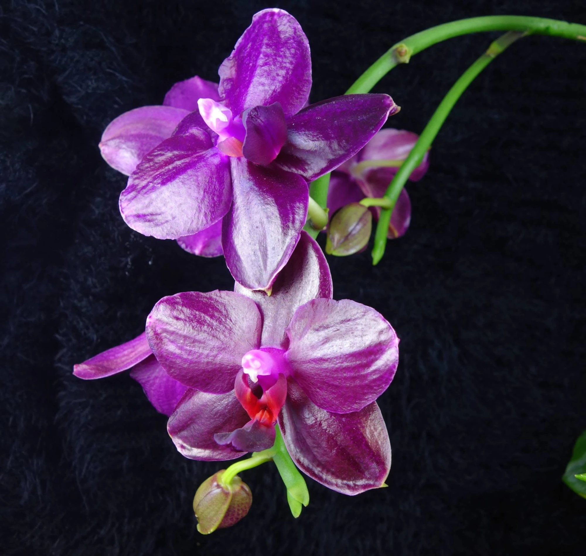2015 Jan blooming orchid Photo