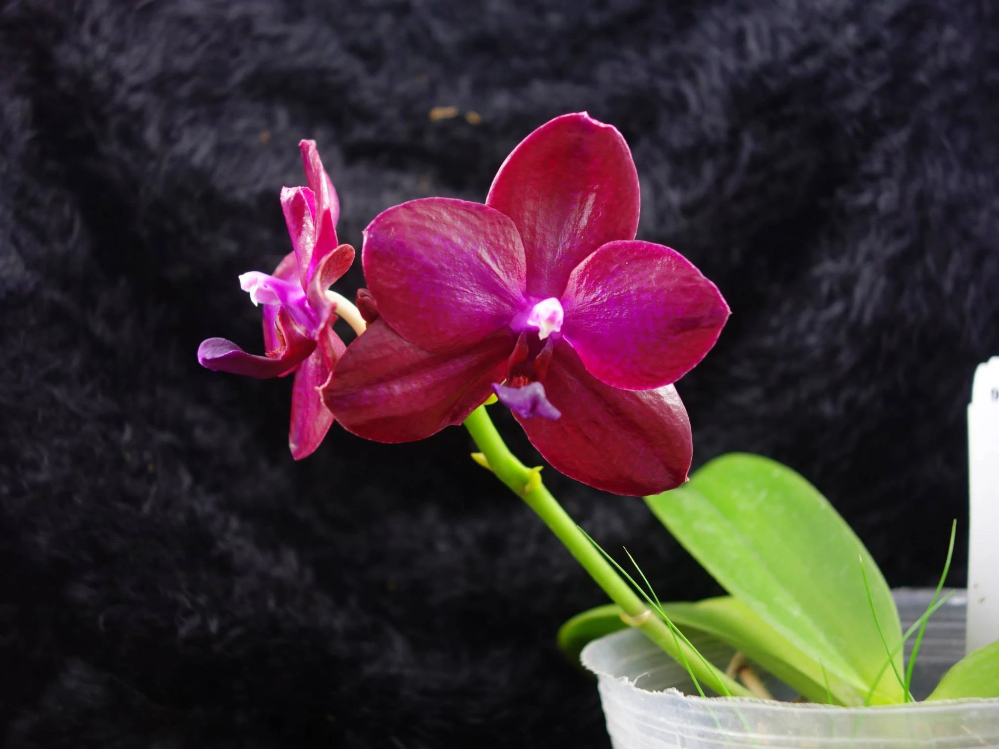 Phalaenopsis 2015 Feb