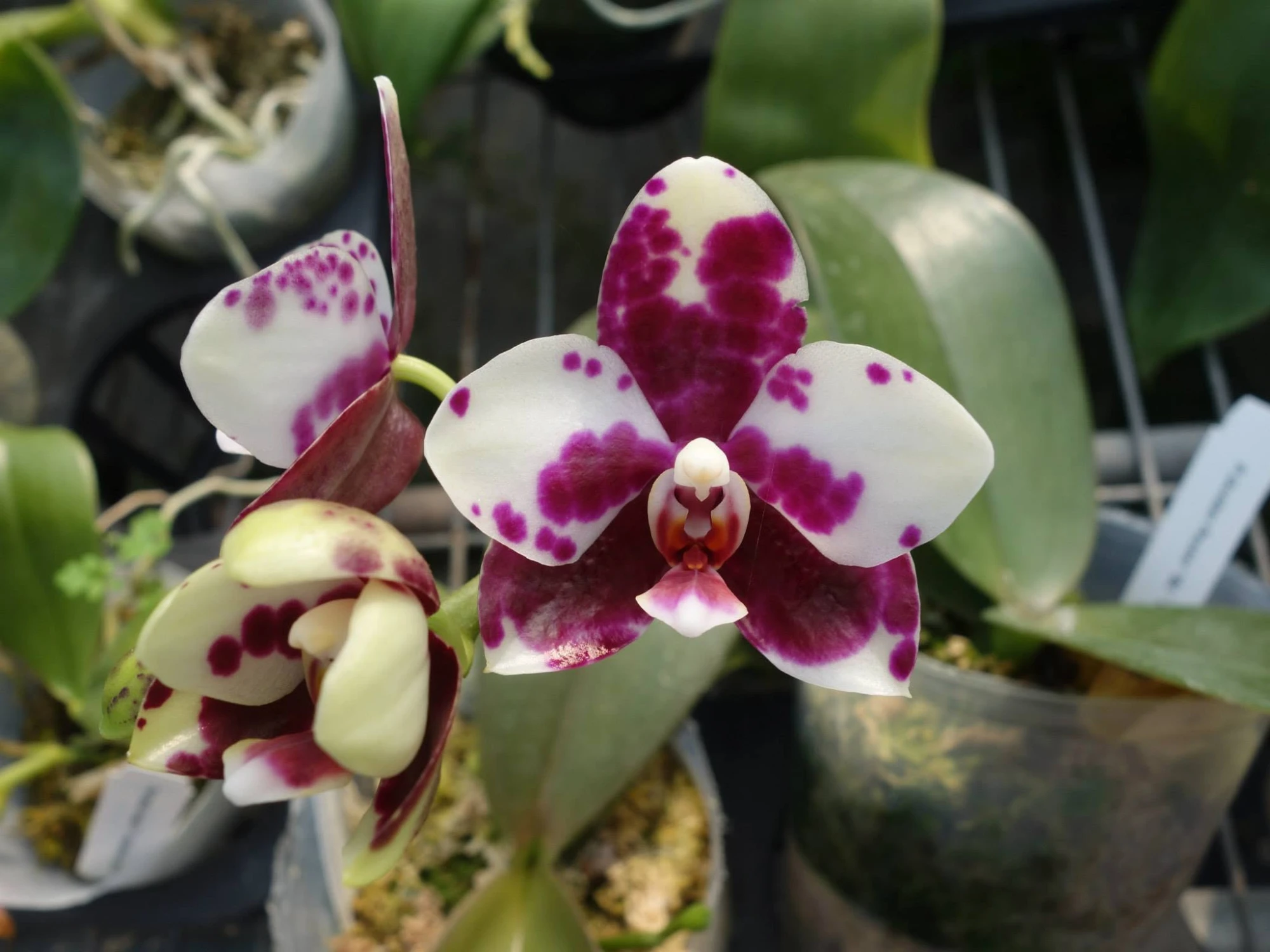 P.Golden Peoker 'BL' x P.gigantea