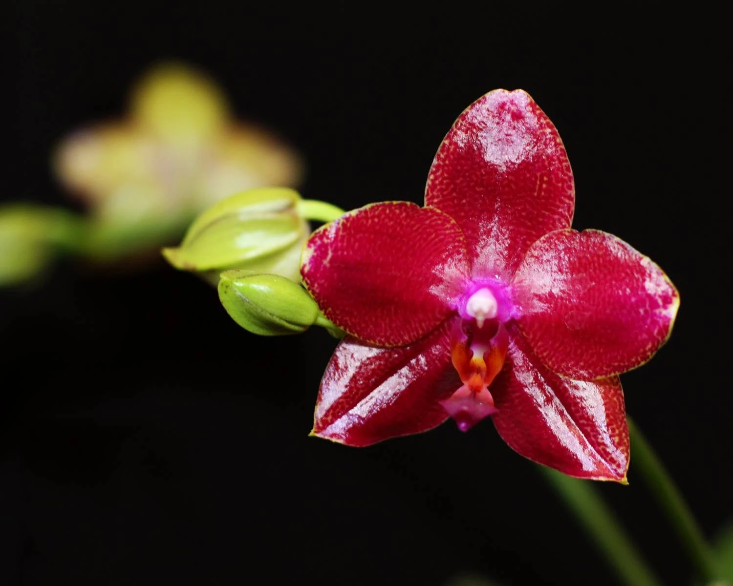2015 March Phalaenopsis