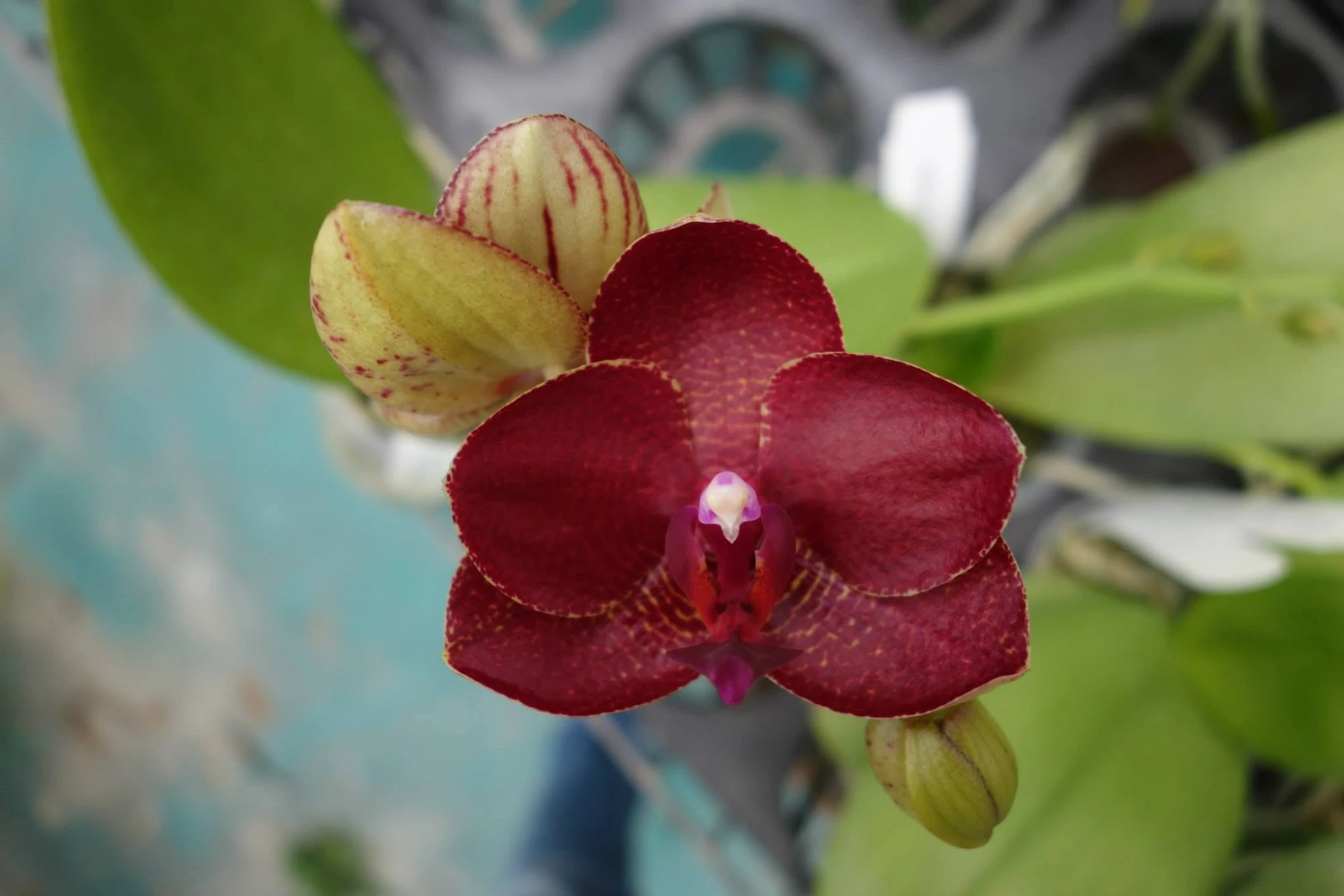 P.(Mituo Sun x Ching Her Buddha) x P.Mituo Sun