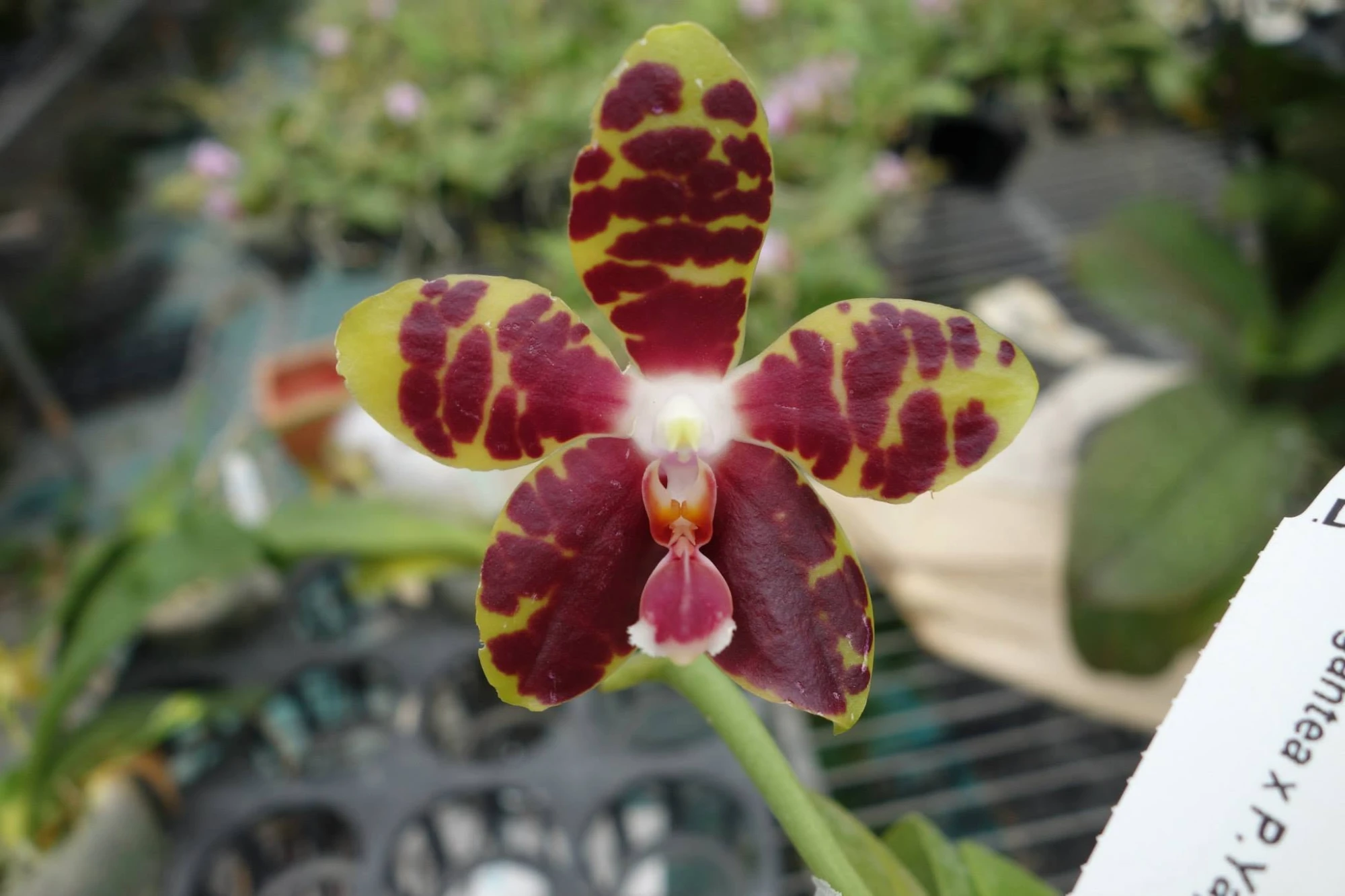 LD826 P.gigantea x P.Brother Ambo Passion