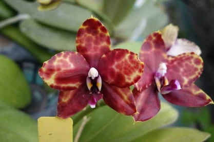 P.Diamond Beauty x P.Ld's Bear Queen