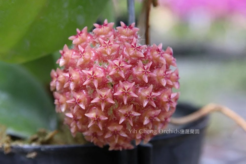 Hoya mindorensis pink