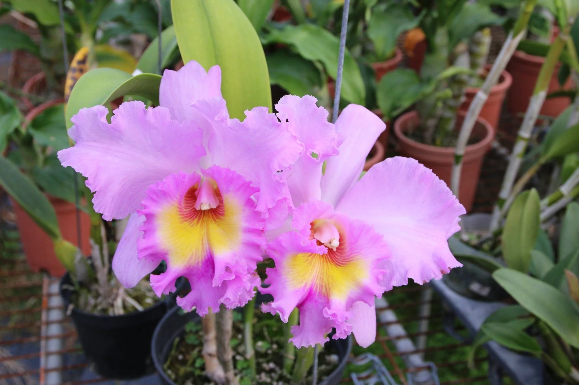 Cattleya