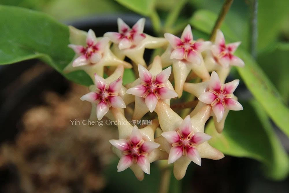 Hoya darwinii