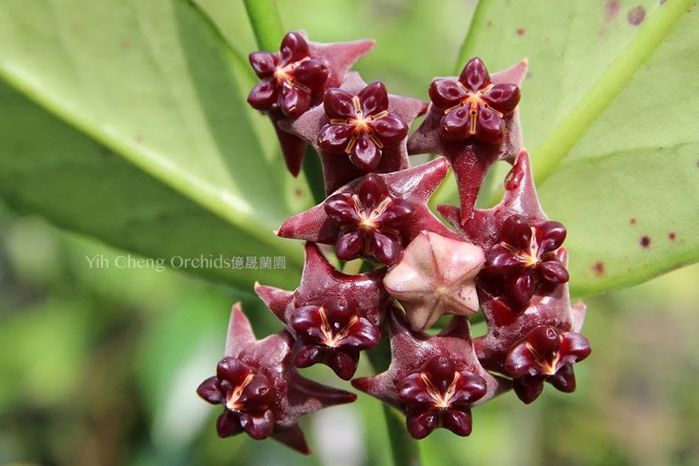 Hoya lobbii dark