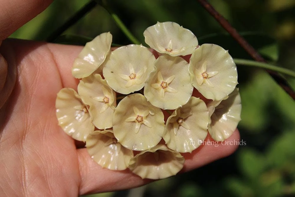 Hoya cystiantha