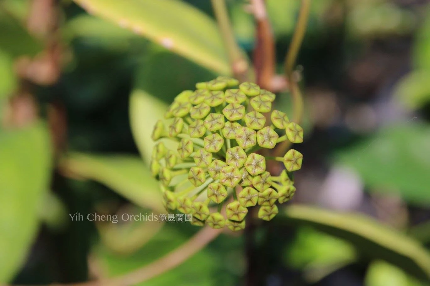 Hoya mindorensis PG12