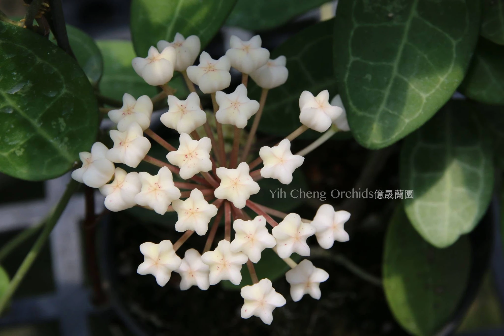 Hoya elliptica