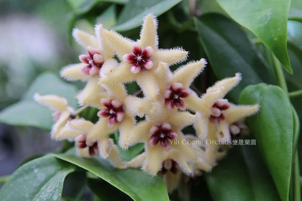 Hoya buotii