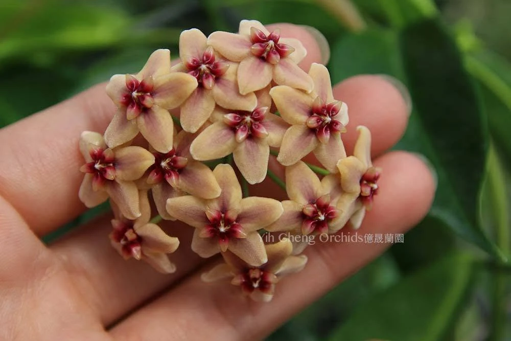 Hoya rubida