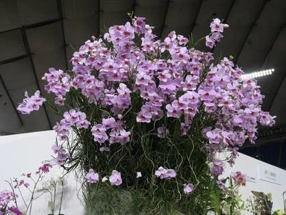2017 Japan Grand Prix International Orchid Festival