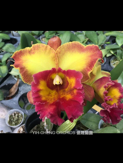 CAB151 Rlc.Chomthong Fancy