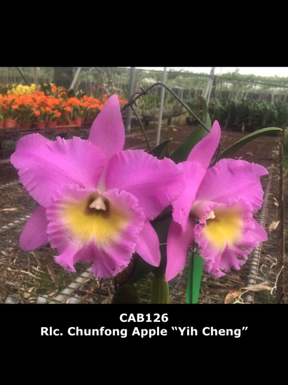 CAB126 Rlc.Chunfong Apple ‘Yih Cheng’ 7