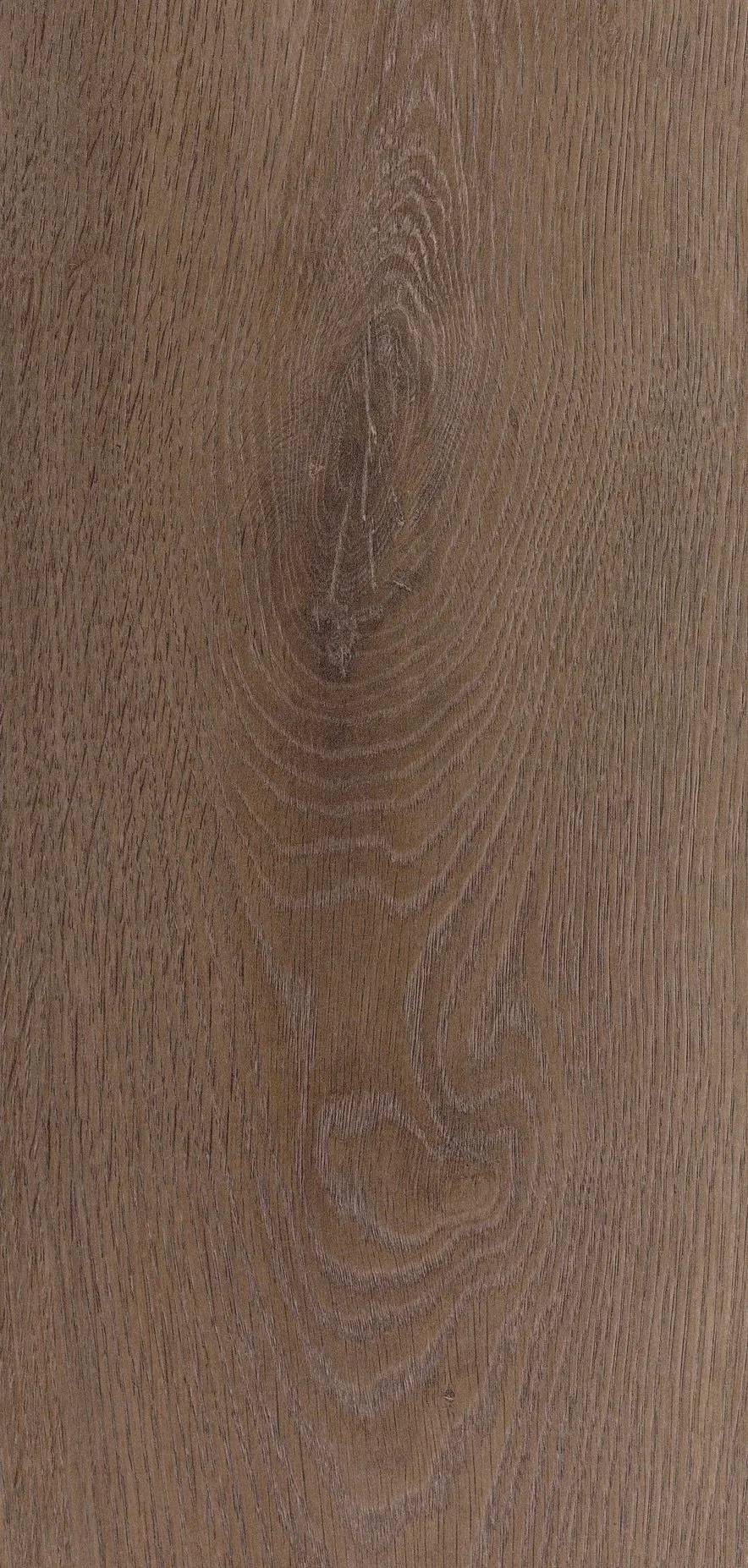 斯波利橡木